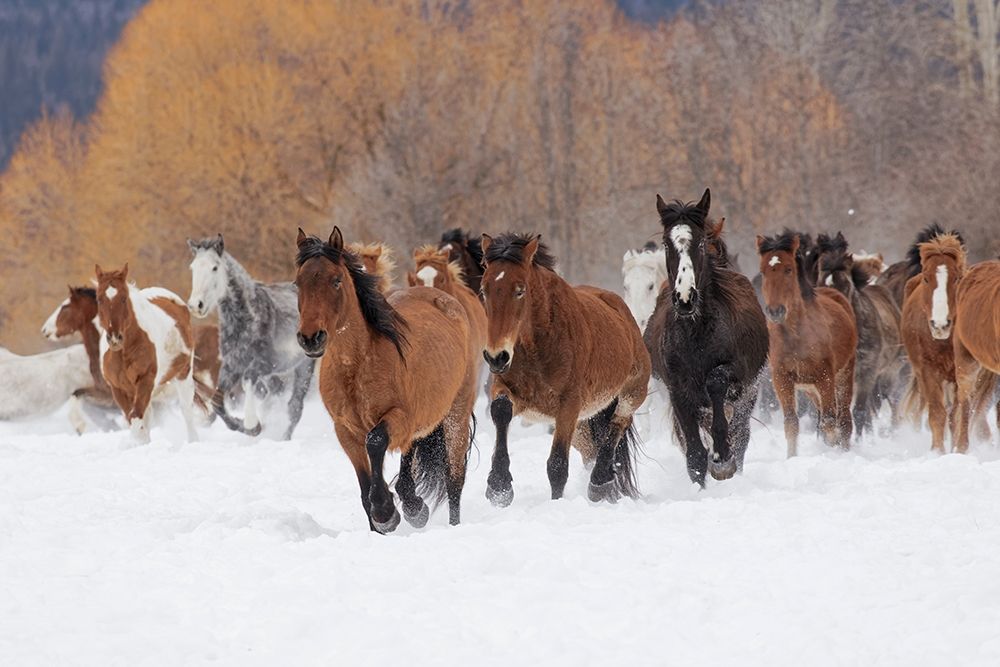Rodeo horses running during winter roundup-Kalispell-Montana art print by Adam Jones for $57.95 CAD